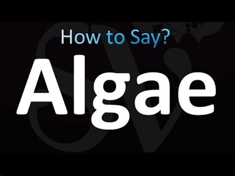 algae in tagalog|How to say algae in Filipino .